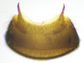 Bledius dissimilis